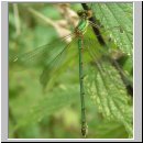 Lestes viridis - Weidenjungfer m02.jpg